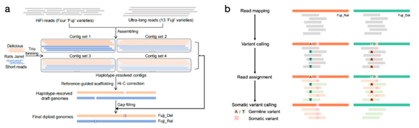 图1 a富士的二倍体基因组组装；b 基于二倍体基因组的变异检测流程_副本.png