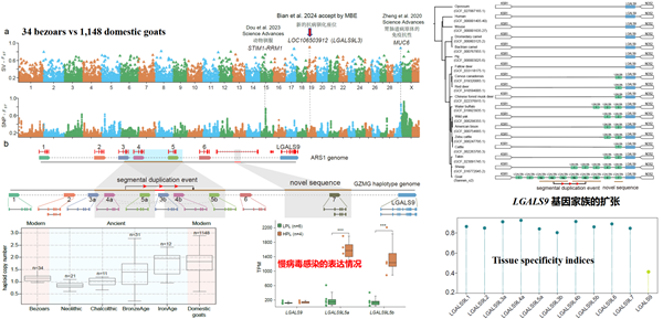 图2  驯化过程中LGALS9L基因拷贝的增加.png